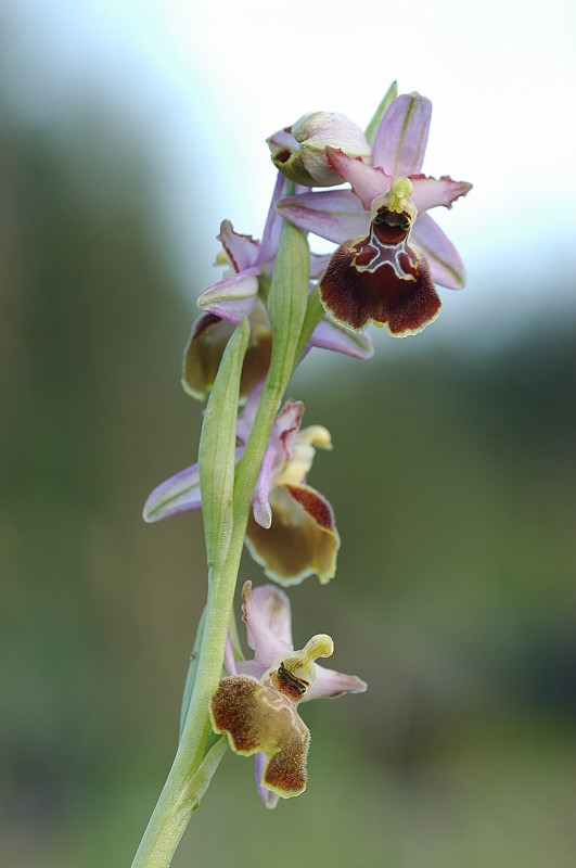 Le orchidee selvatiche spontanee di Ostia
